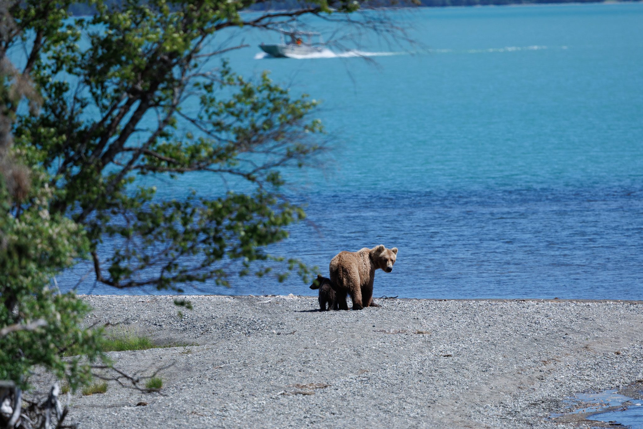 A mother brown bear and her cub on the shore of Naknek Lake near Brooks Camp