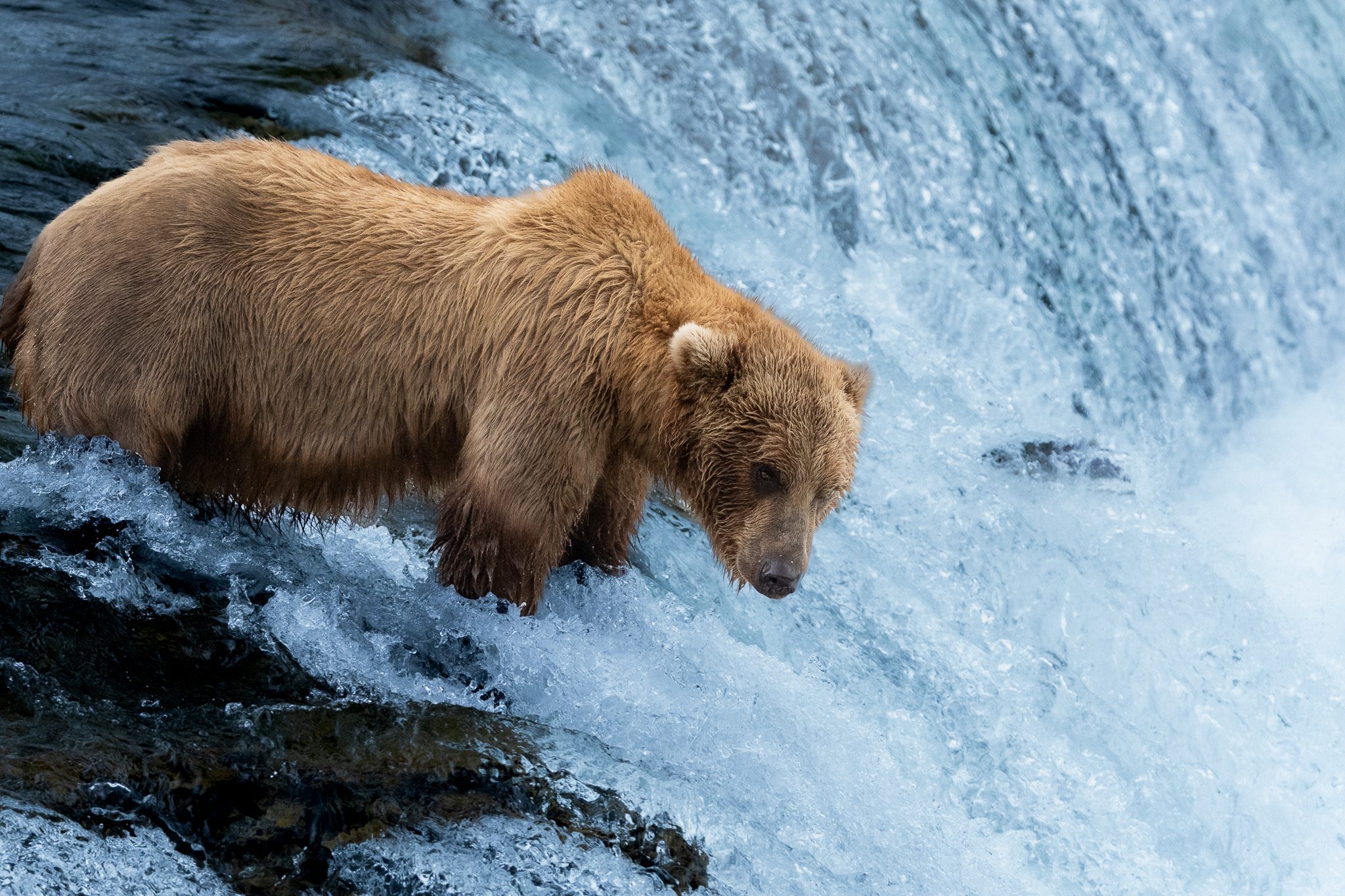 A brown bear waiting at the lip of Brooks Falls for a sockeye salmon, Katmai National Park