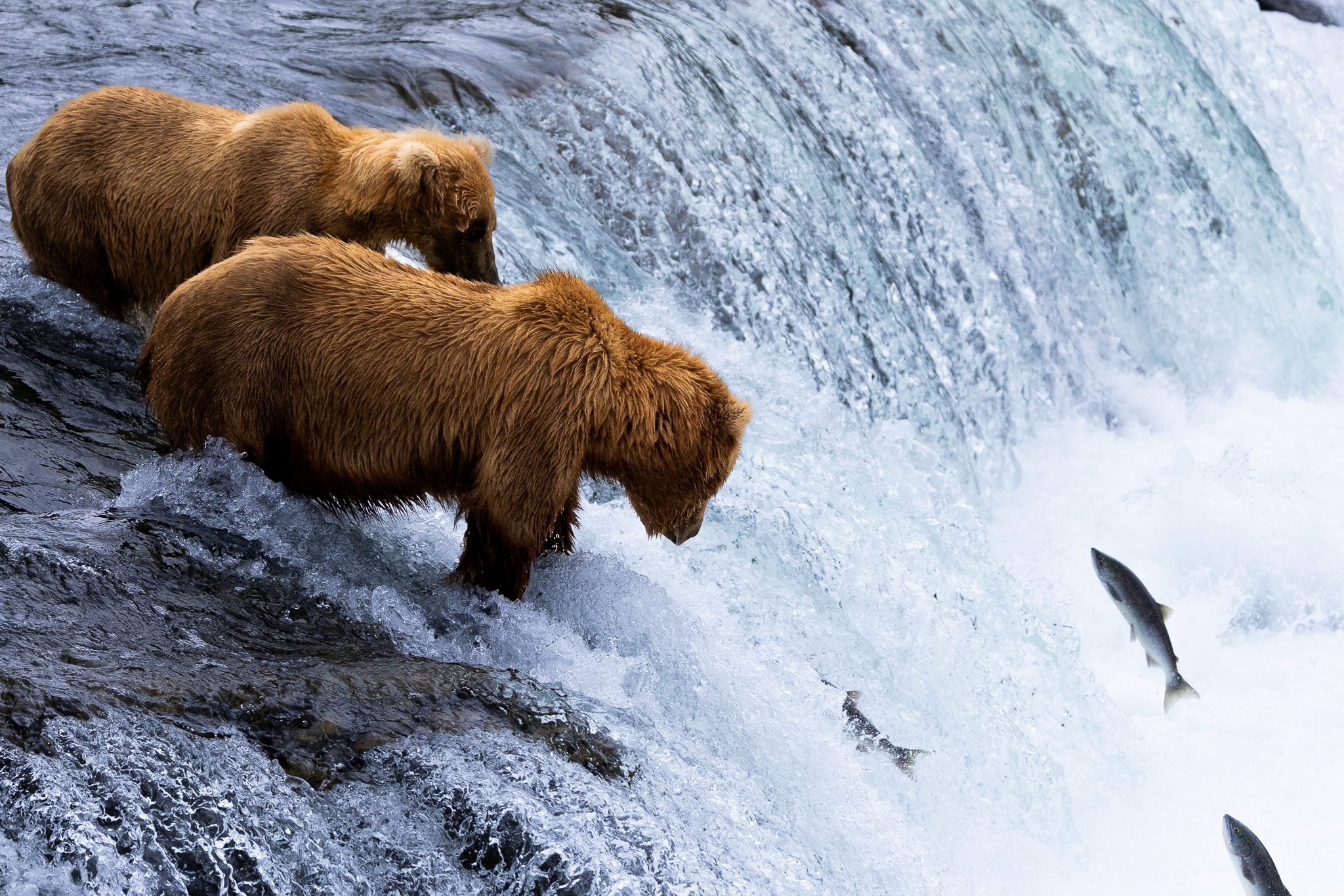 Bears at Brooks Falls - do you need a permit to visit?