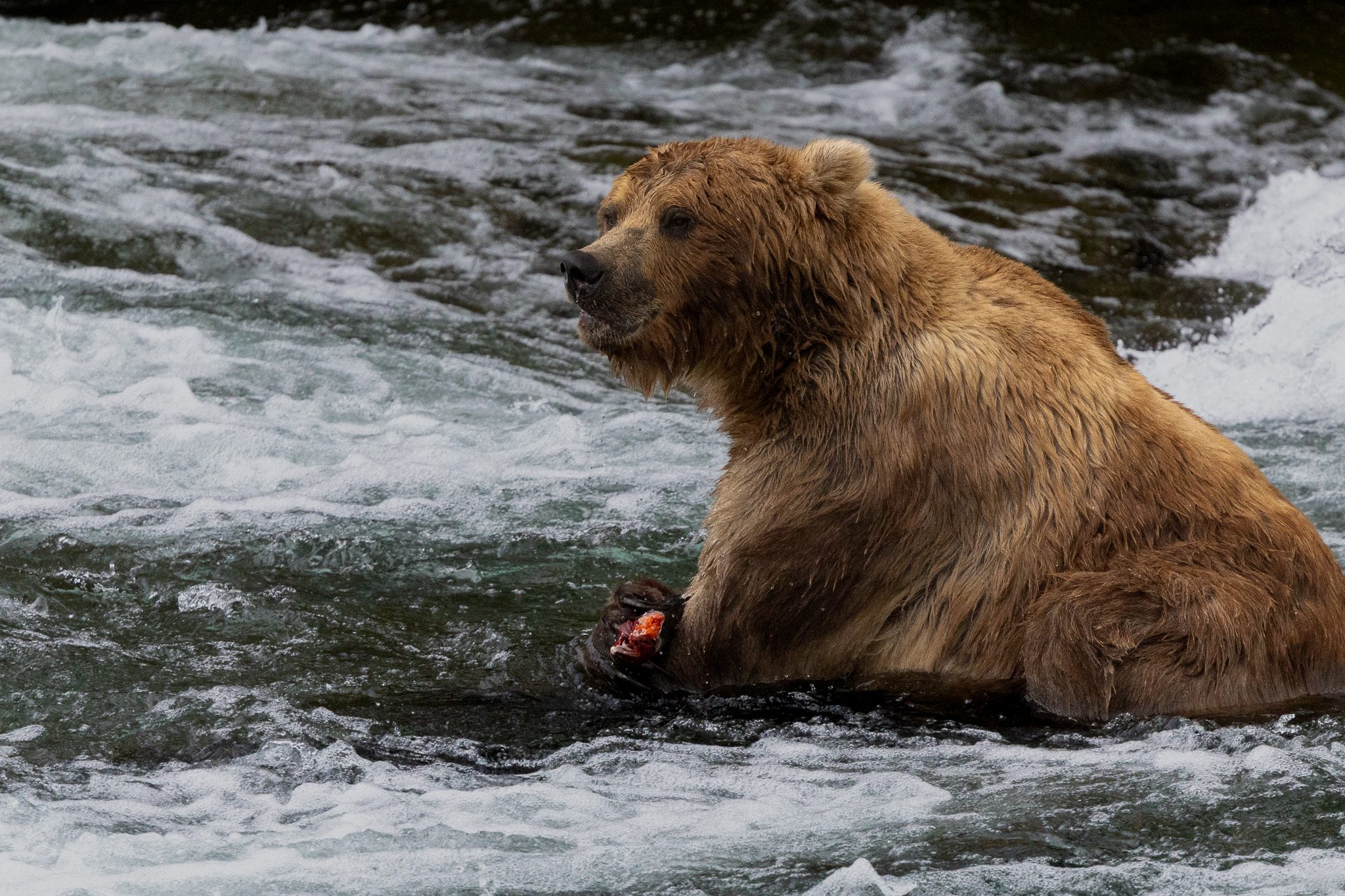 A brown bear sitting in the rapids at Brooks Falls, eating a fresh-caught salmon