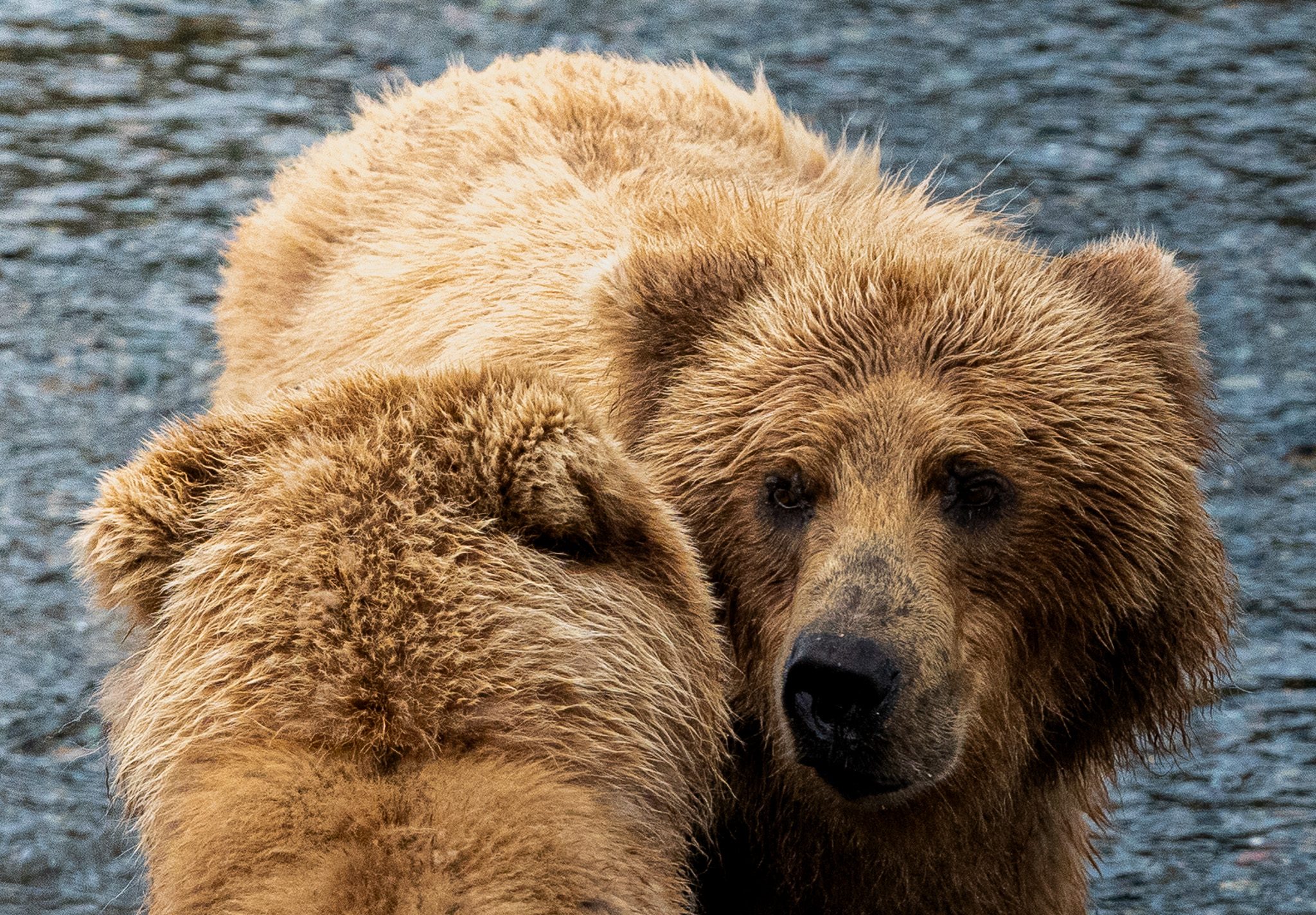Two fat brown bears in thick pre-winter coats, close together at Katmai