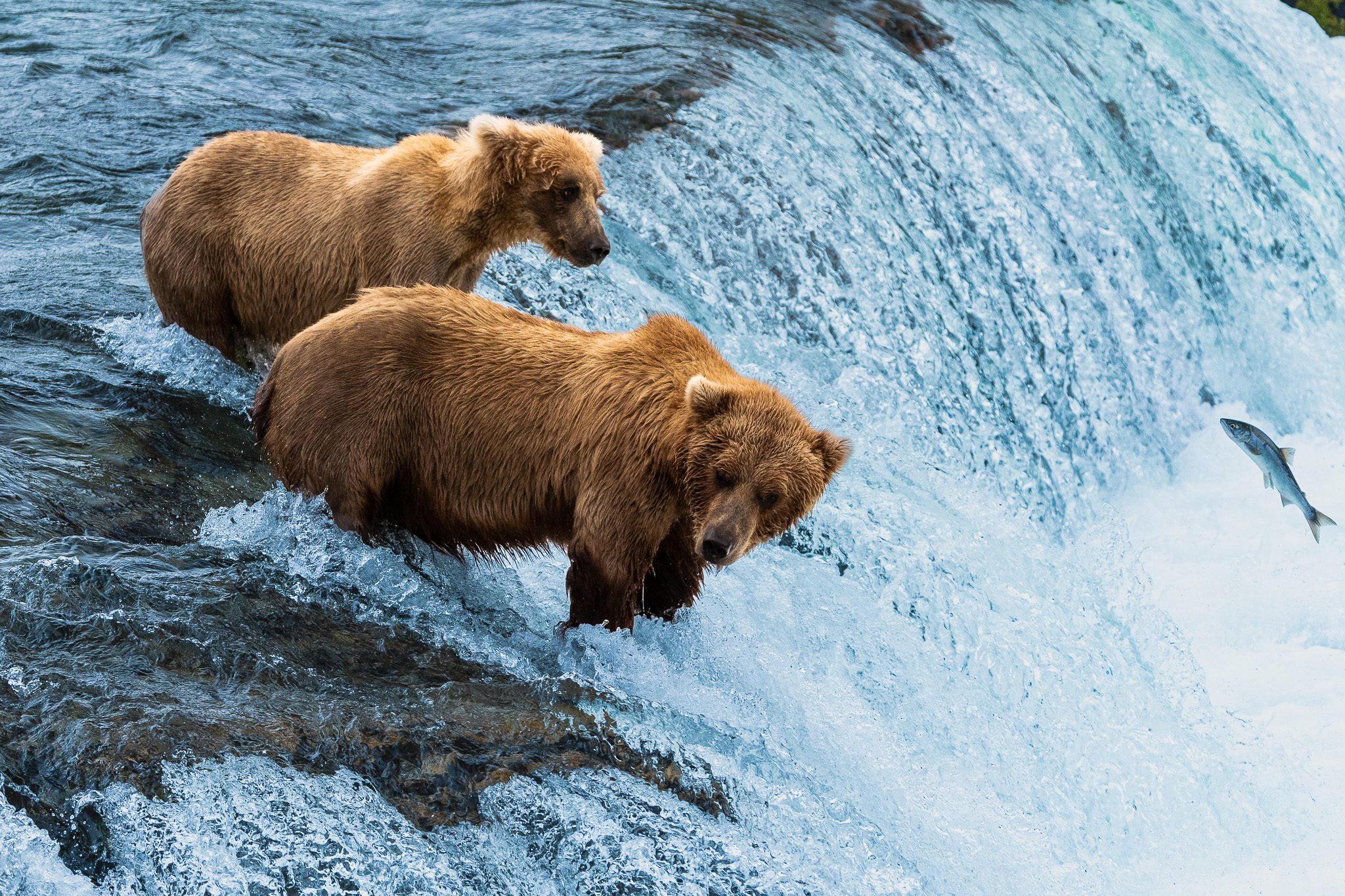 Two brown bears at the lip of Brooks Falls as a salmon leaps up toward them