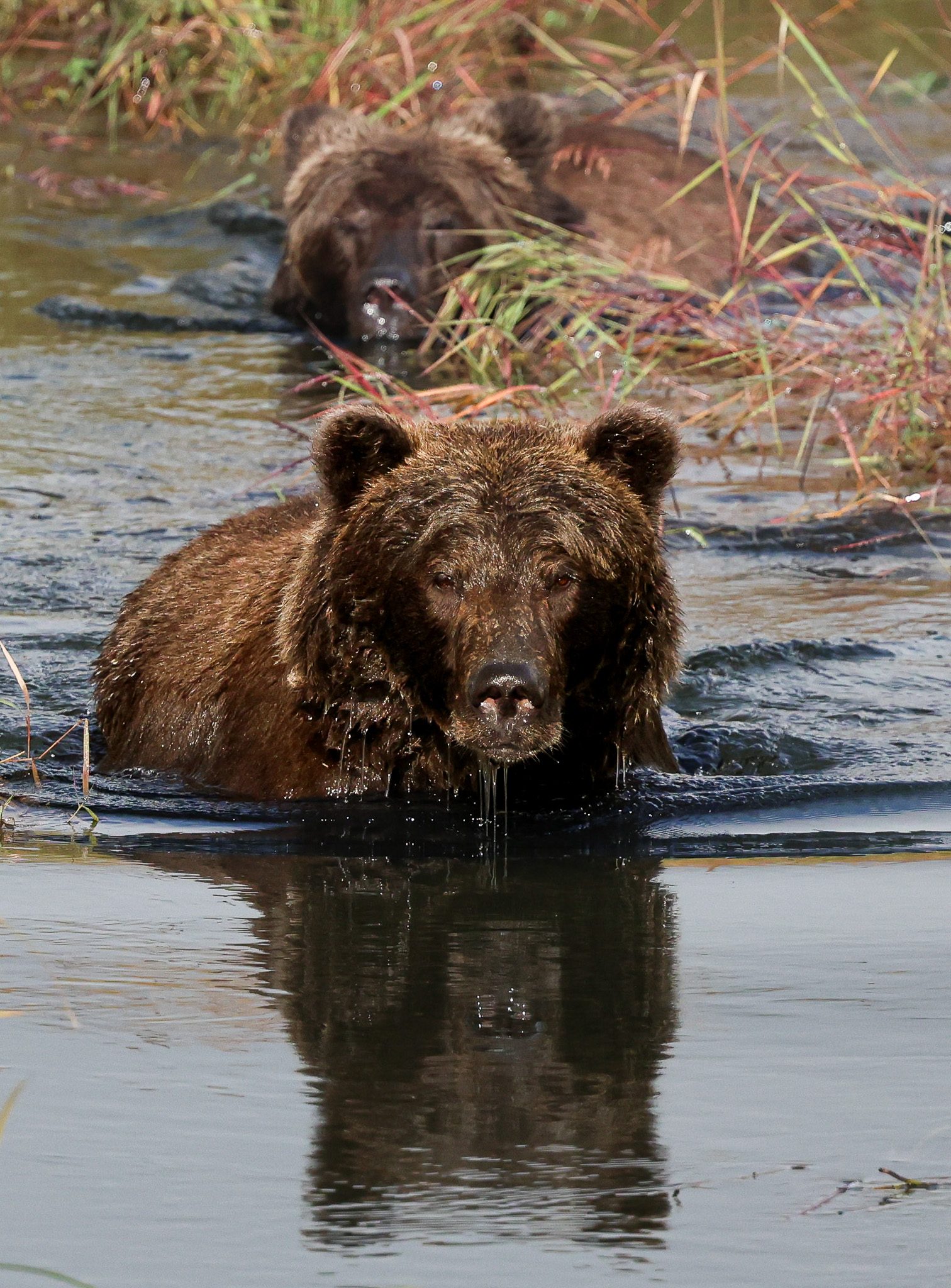 A brown bear wading a still pond edged with fall color in Katmai National Park