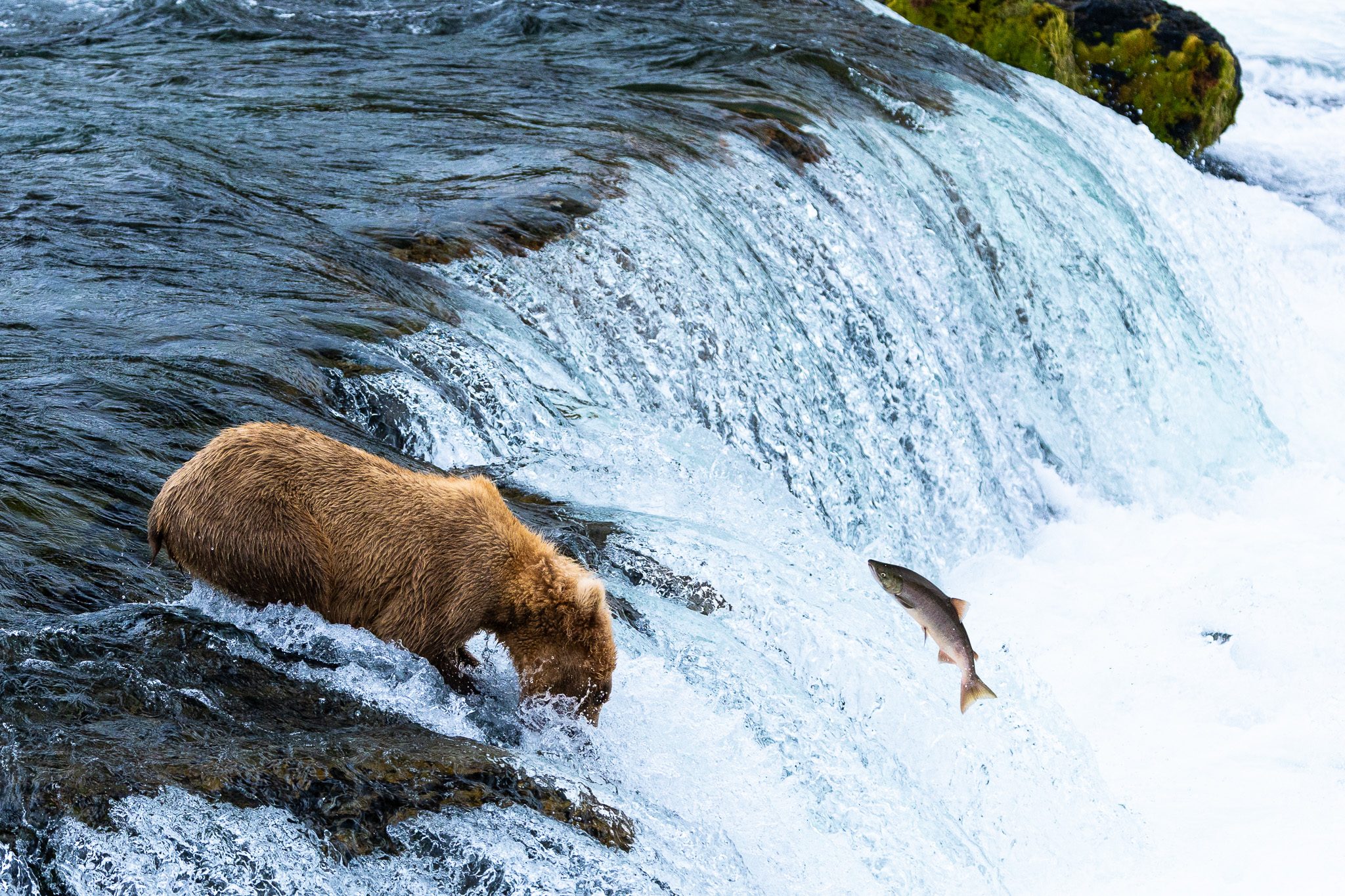 A brown bear at the lip of Brooks Falls as a salmon leaps up the falls toward it