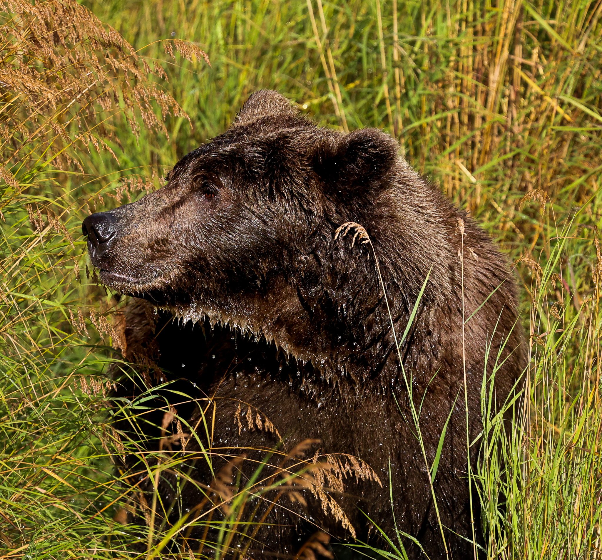 Is Brooks Falls safe? A brown bear near the viewing area at Brooks Camp