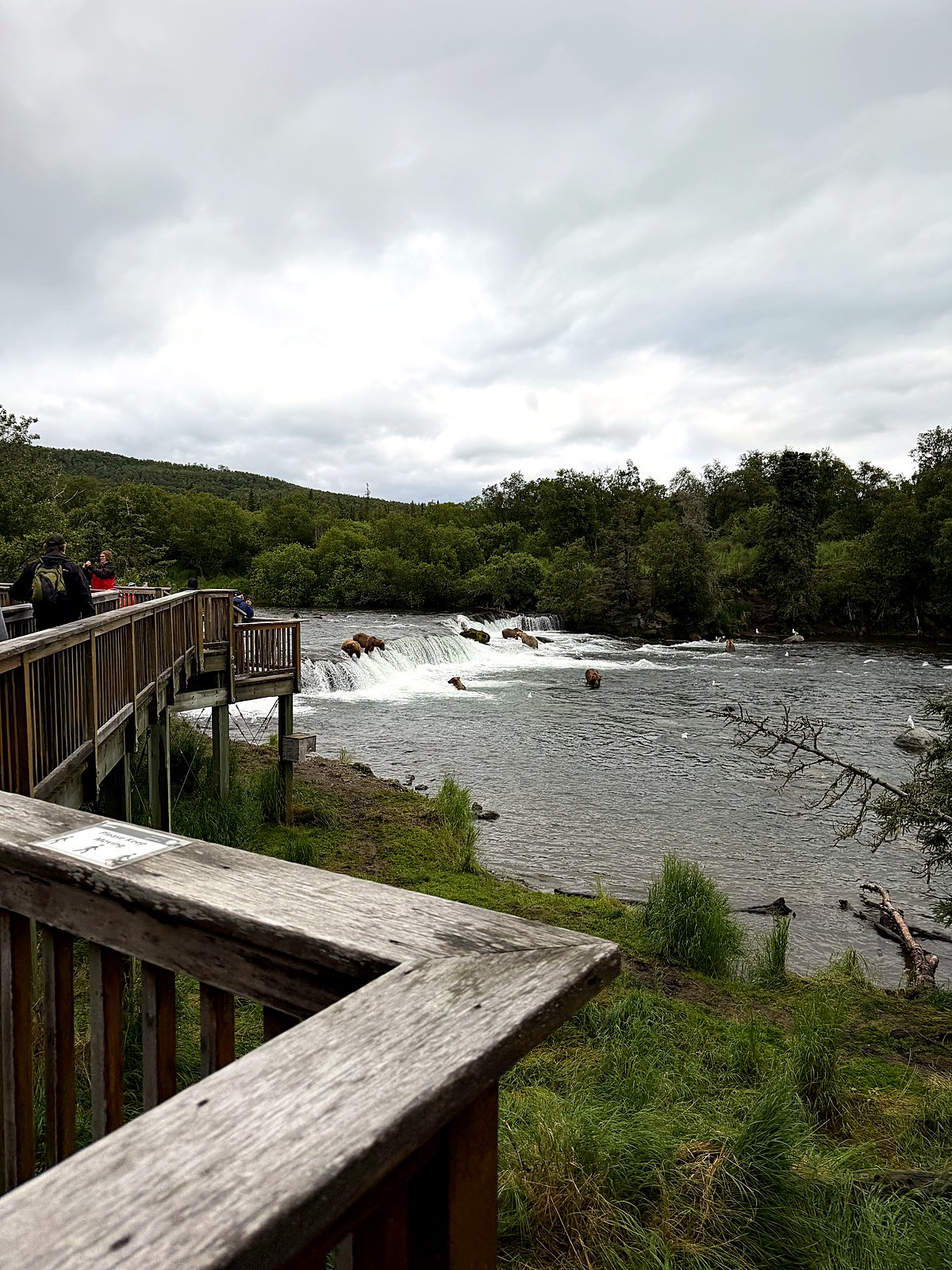Coming onto the main Brooks Falls viewing platform with the river and falls ahead