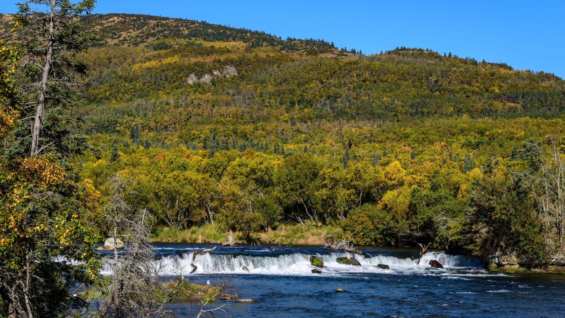 Brooks Falls day trip from Anchorage over the Katmai tundra